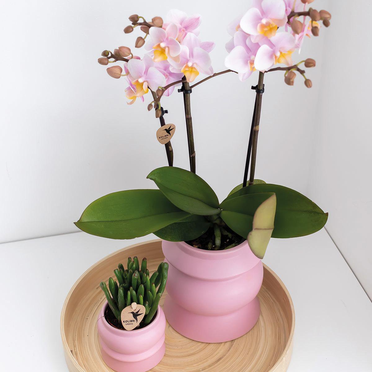 2 Rosé Pharse Orchideen - Andorra - Potmate Ø9cm |frisch vom Gärtner