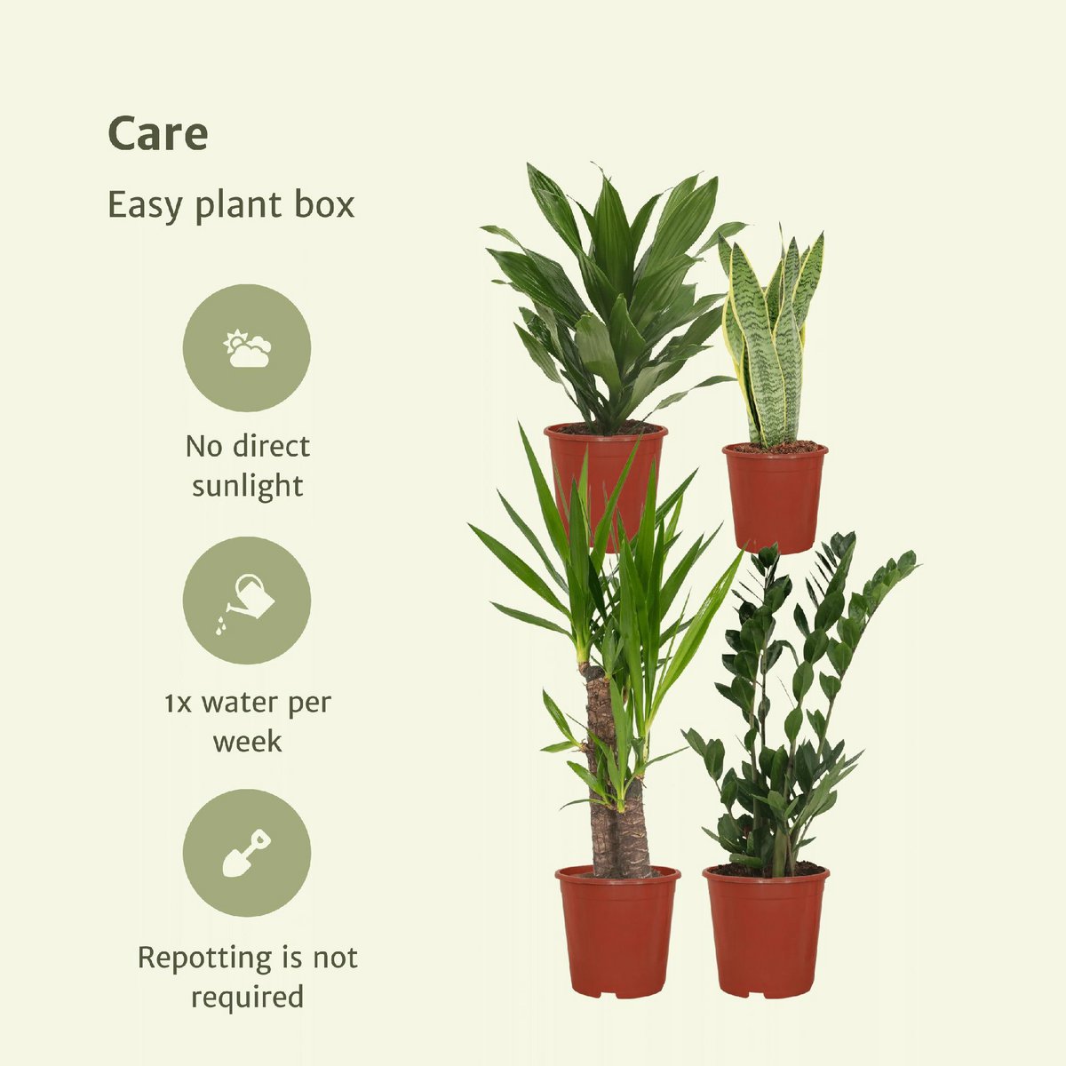 Easy Plantbox – 4 pflegeleichte Zimmerpflanzen | verschiedene Höhen
