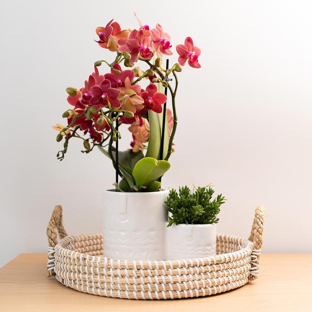 Orchideen | Red Phalaenopsis Orchidee - Kongo - Topfmaß Ø9cm | -Anlaboranlage - frisch vom Züchter aus