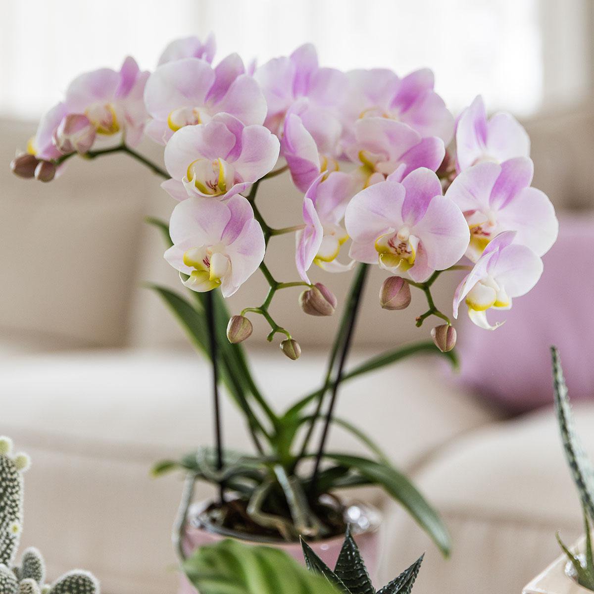 Orchideen | Rosa Phalaenopsis-Orchidee - Portugal - Topfgröße Ø9cm