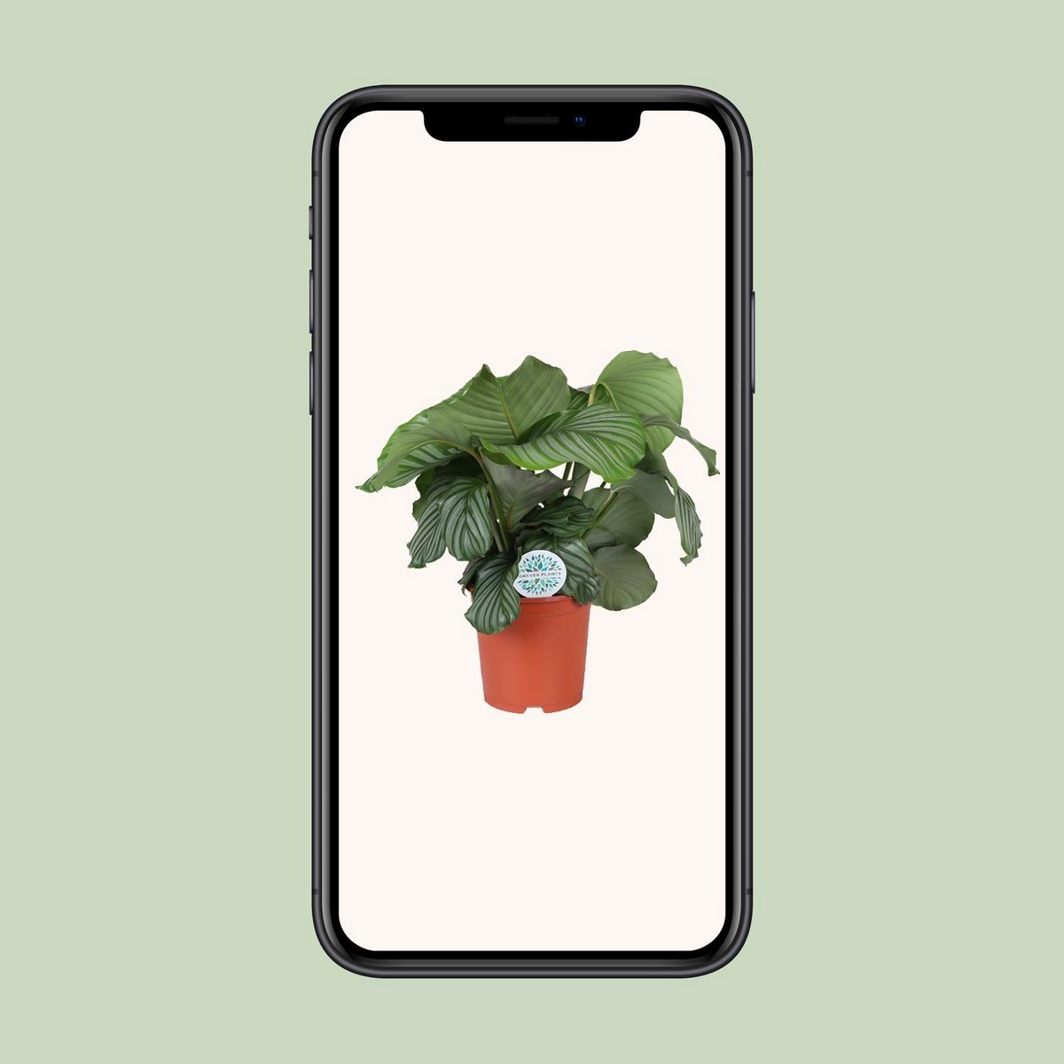 Calathea orbifolia - Ø21cm - ↕70 cm