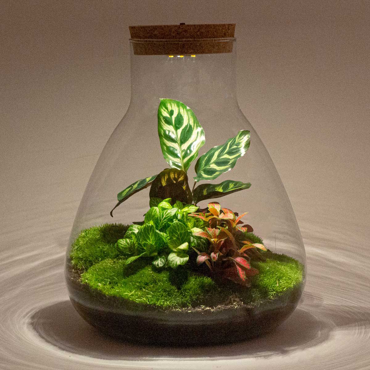 Terrarium-Bausatz – Sam Calathea mit Licht – Flaschengarten – ↑ 30 cm