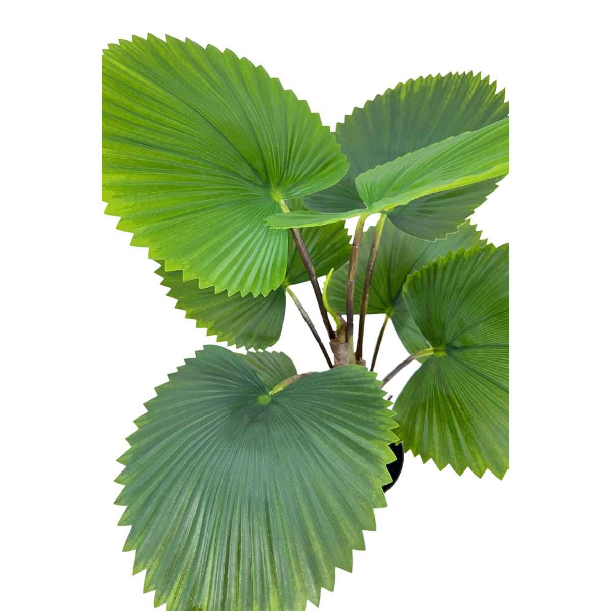 Künstliche Fächerpalme 75cm