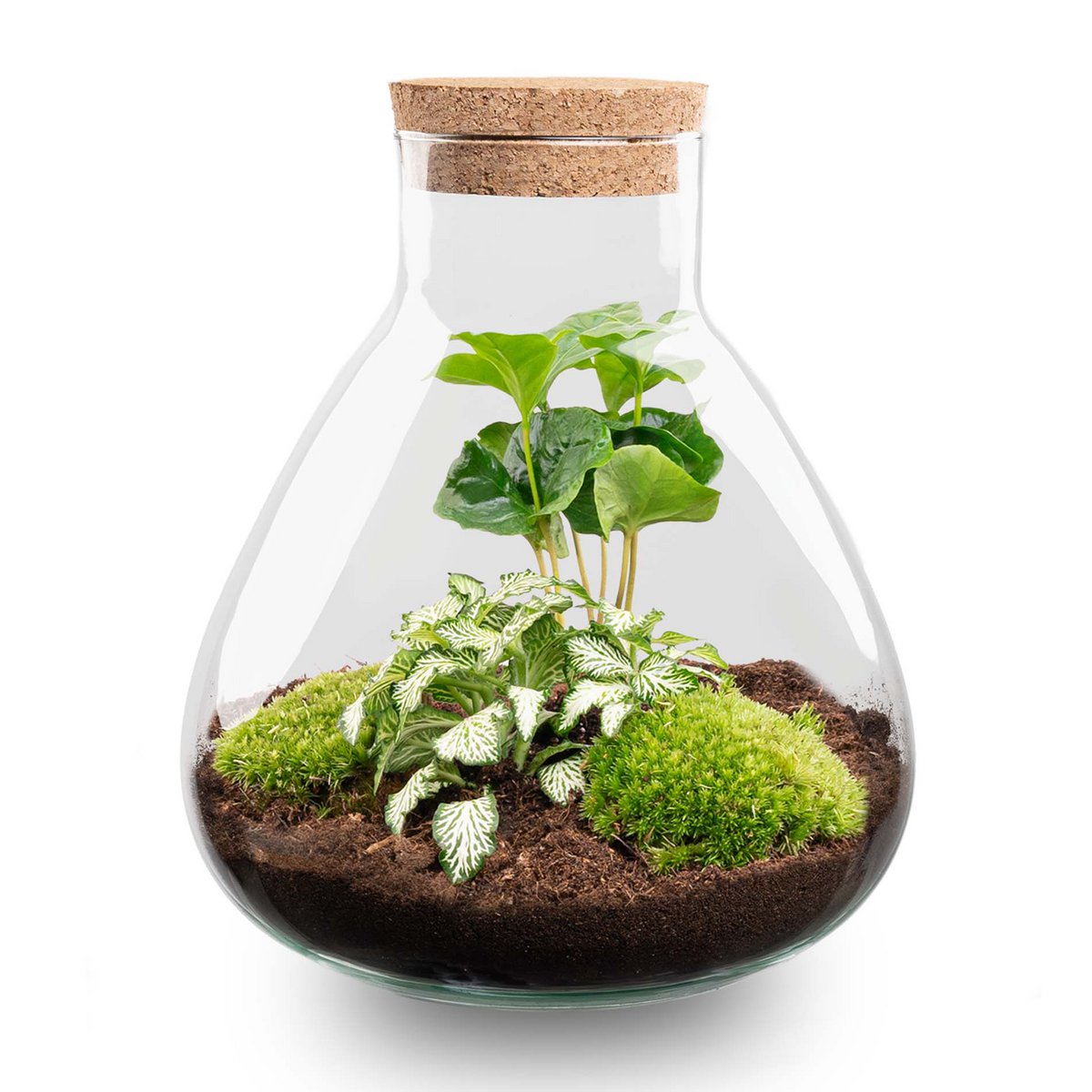 Terrarium-Bausatz – Sammie – Flaschengarten – ↑ 27 cm