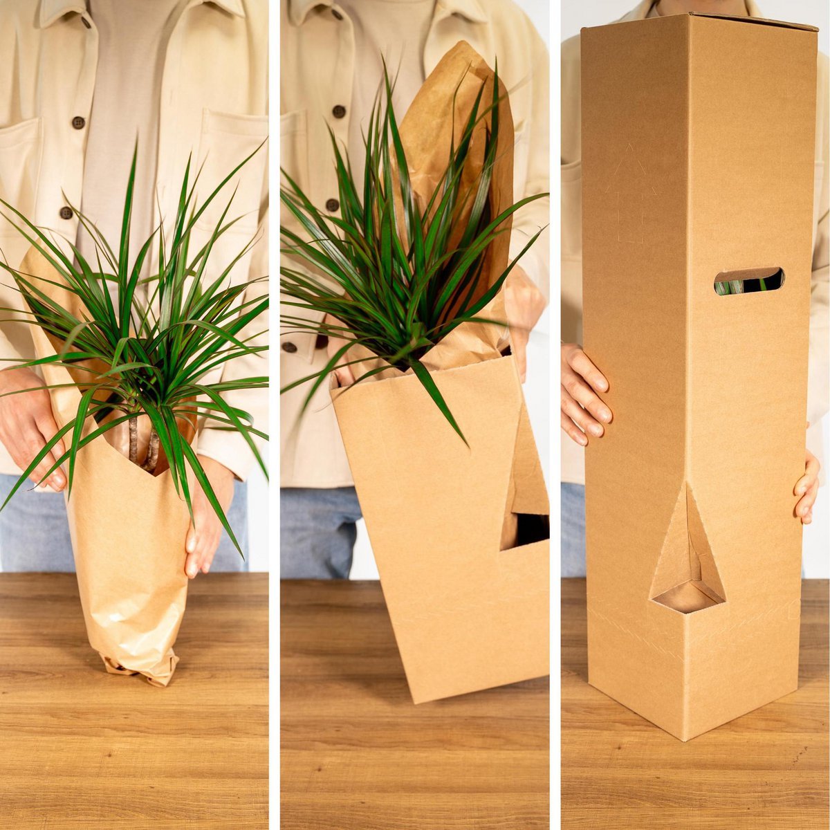 Überraschungsbox - 8 verschiedene Zimmerpflanzen - ø12cm - ↕10-25 cm