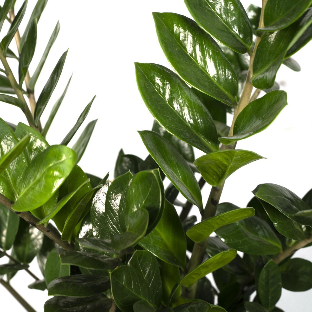 Zamioculcas Zamiifolia - Smaragdpalme - Ø21cm - ↕80cm