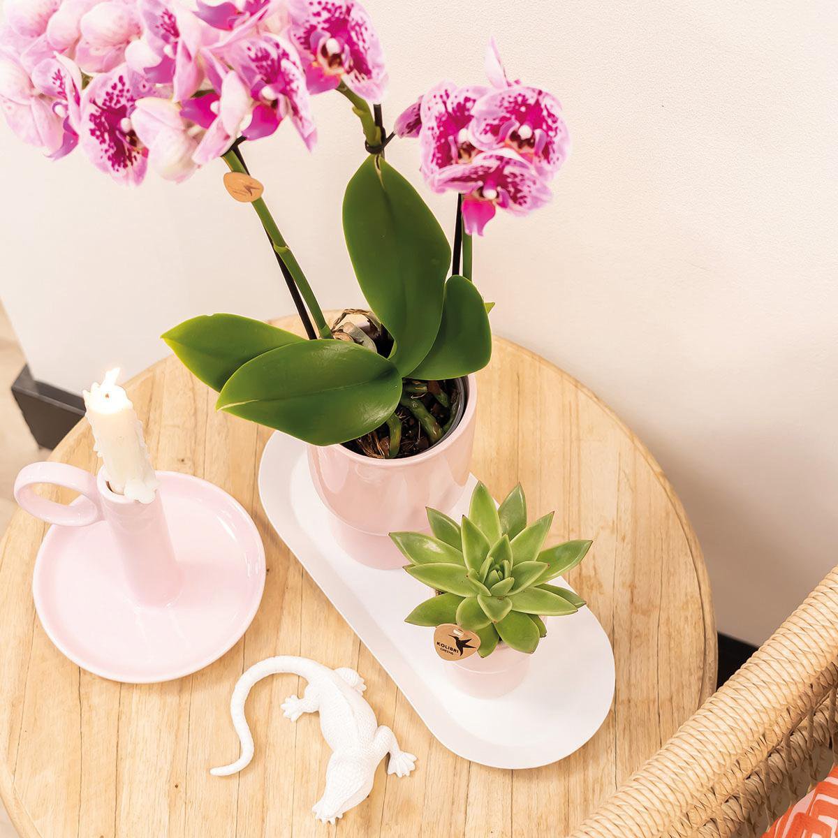 DEAL - KOMBI-ANGEBOT mit 4 rosa-lila Phalaenopsis-Orchideen - El Salvador - Topfgröße Ø9cm | blühende Zimmerpflanze – frisch vom Züchter