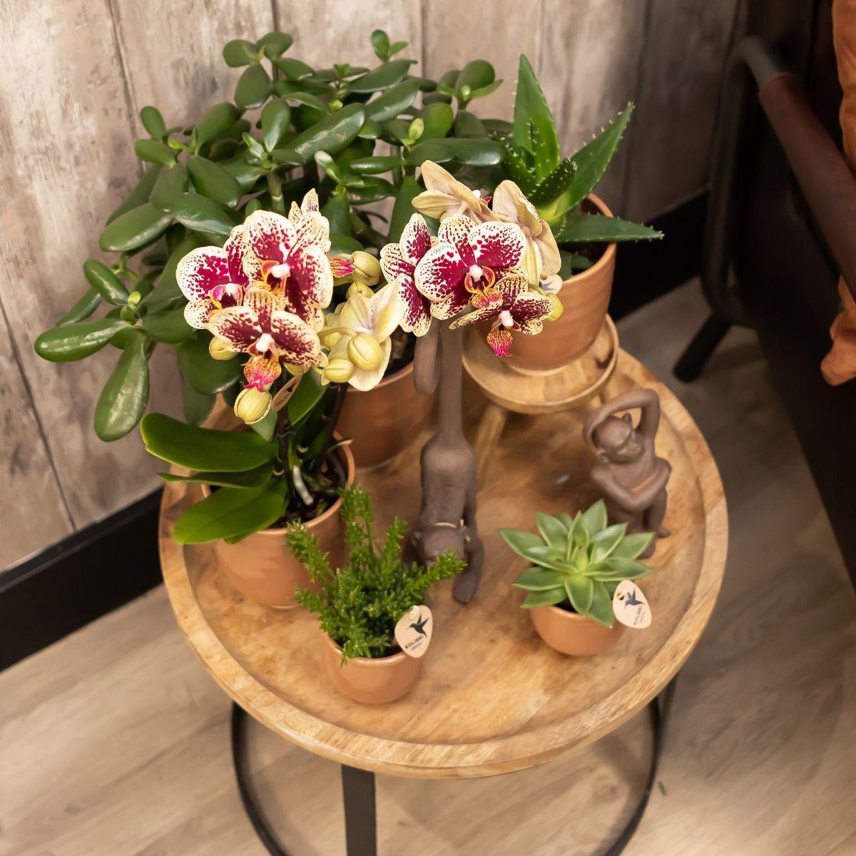 DEAL - KOMBI-ANGEBOT mit 4 gelb-roten Phalaenopsis-Orchideen - Spanien - Topfgröße Ø9cm | blühende Zimmerpflanze – frisch vom Züchter
