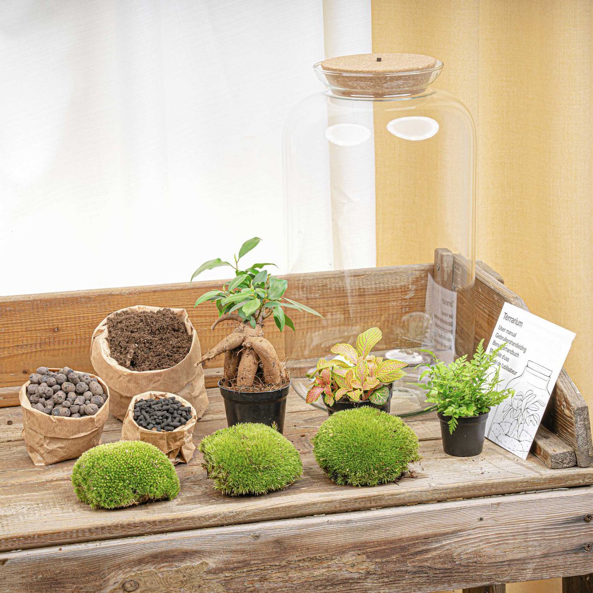 Terrarium-Bausatz – Sven Ginseng Bonsai – Flaschengarten – ↑ 43 cm –  Tannendiele BlumenGut Düsseldorf