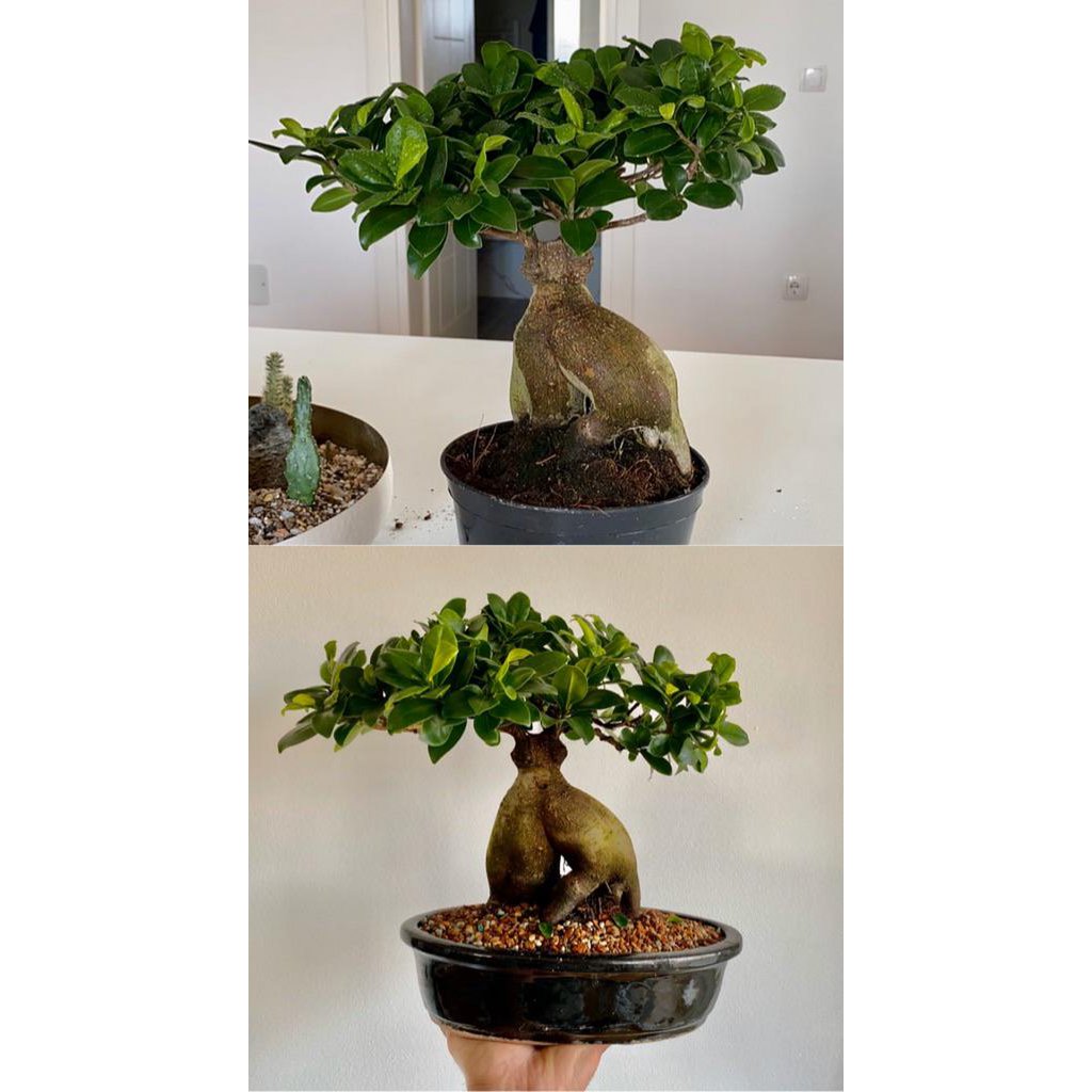 20 cm hochwertige glasierte Bonsai-Schale. Größe: L x 20 x 20 x 10 cm