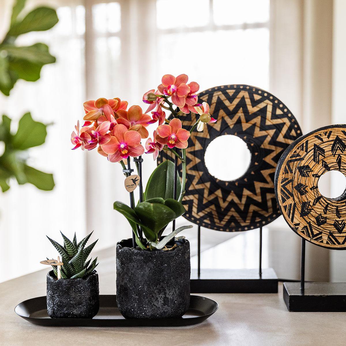 Pflanzenset Home Hub klein | Orangefarbene Phalaenopsis-Orchidee und Sukkulente inkl. dekorativer Keramiktöpfe auf schwarzem Tablett