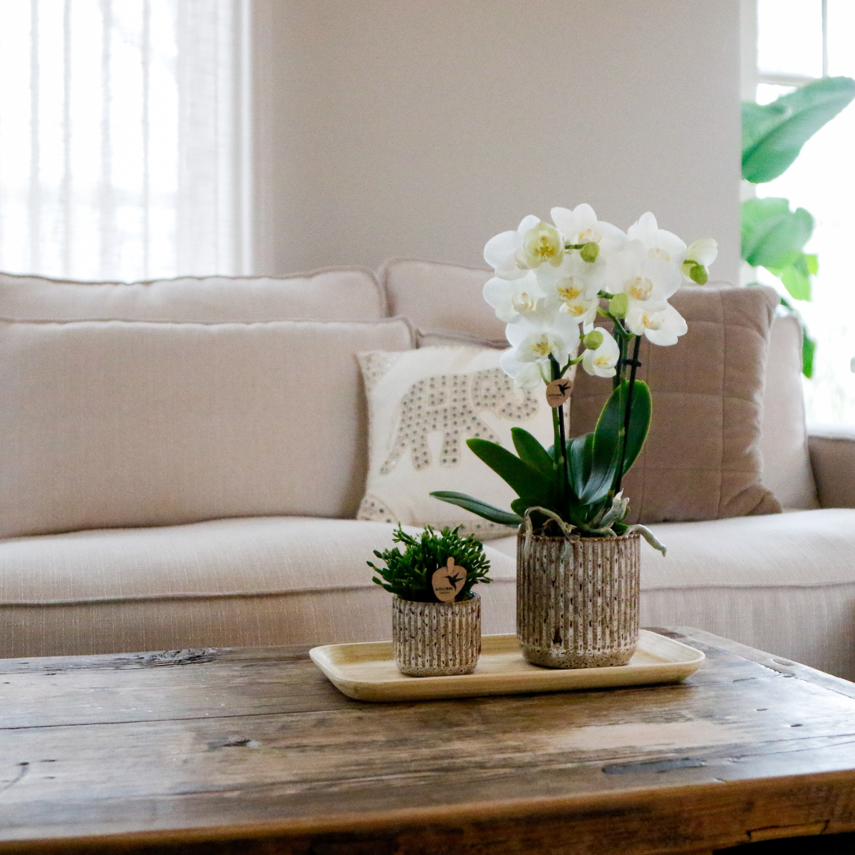 Geschenkset Untamed Nature klein | Grüne Pflanze mit weißer Phalaenopsis-Orchidee Amabilis in Jaguar-Ziertöpfen auf Bambusblatt