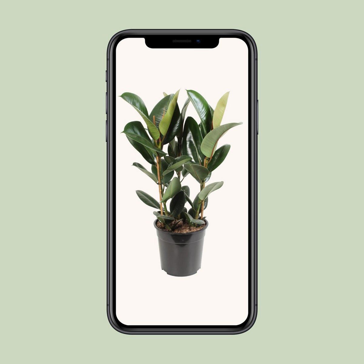 Ficus Elastic Robust - Ø27cm - ↕85 cm