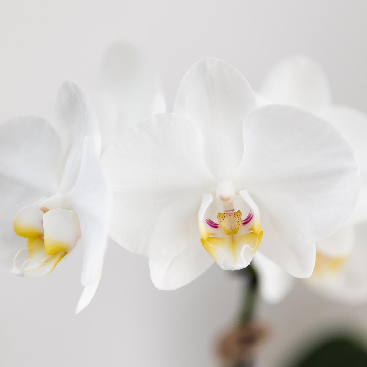 Geschenkset Untamed Nature klein | Grüne Pflanze mit weißer Phalaenopsis-Orchidee Amabilis in Jaguar-Ziertöpfen auf Bambusblatt