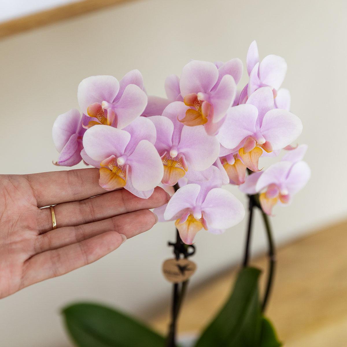 Grün Pflanze mit rosa Phalaenopsis-Orchidee Andorra in dekorativen Töpfen mit bemalten Streifen auf weißem Bio-Tablett