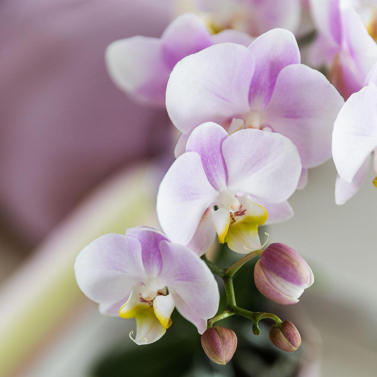 Orchideen | Rosa Phalaenopsis-Orchidee - Portugal - Topfgröße Ø9cm