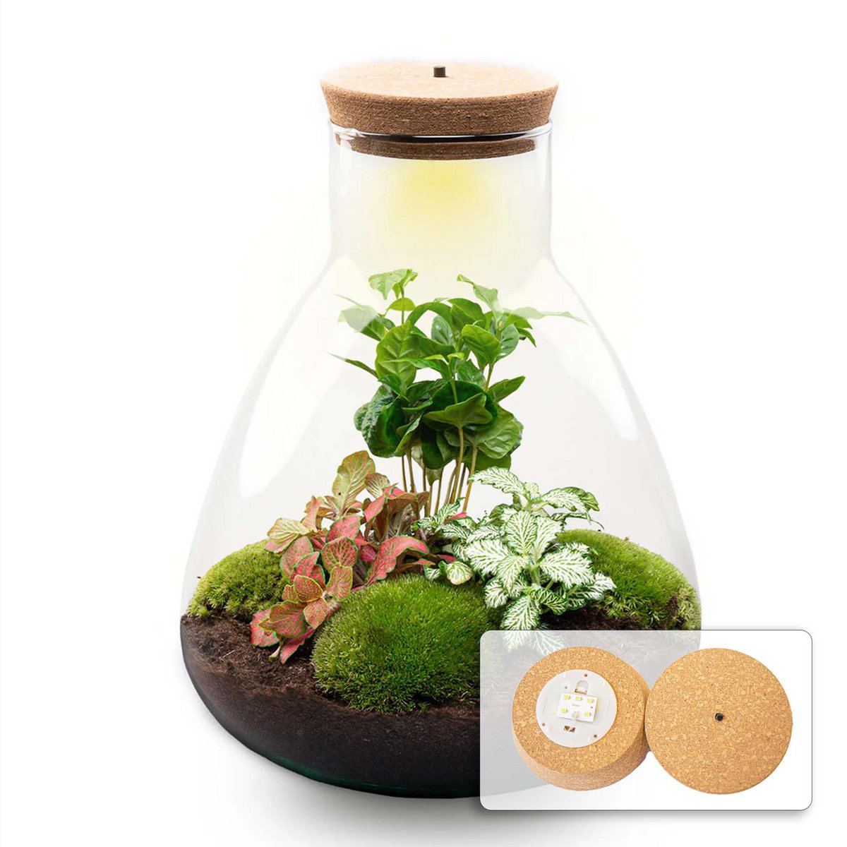 Terrarium-Bausatz – Sam Coffea mit Licht – Flaschengarten – ↑ 30 cm