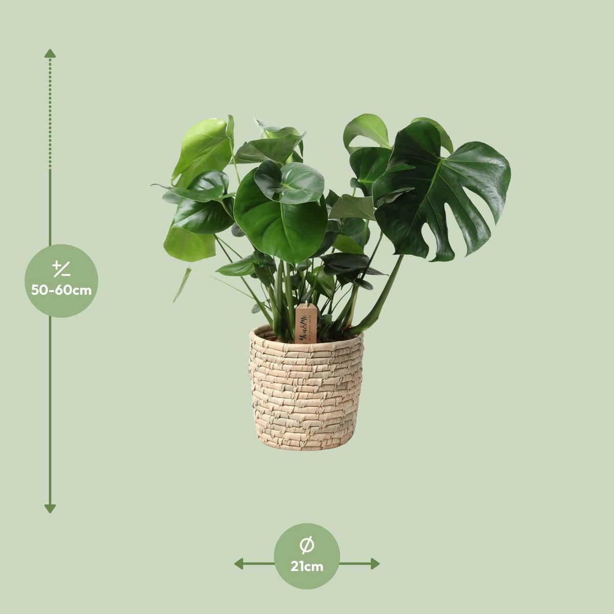 Monstera im Palmblattkorb – Pflanztopf Ø 21 cm