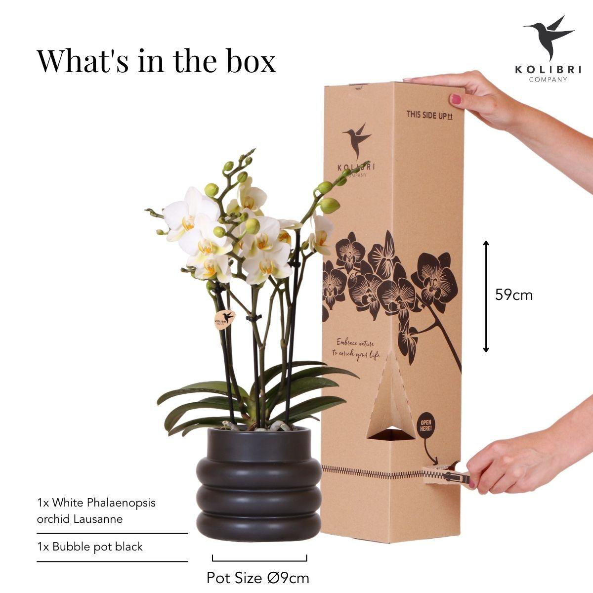 Weiße Phalaenopsis-Orchidee - Lausanne + Bubble Pot schwarz - Topfgröße Ø9cm | blühende Zimmerpflanze – frisch vom Züchter