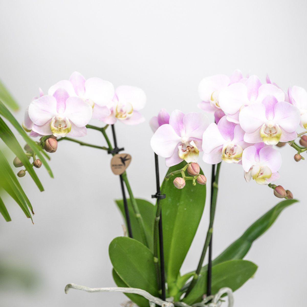 Pflanzenset Valentine 'Candy' | Pink Phalaenopsis Orchid Portugal und Sukkulente inkl