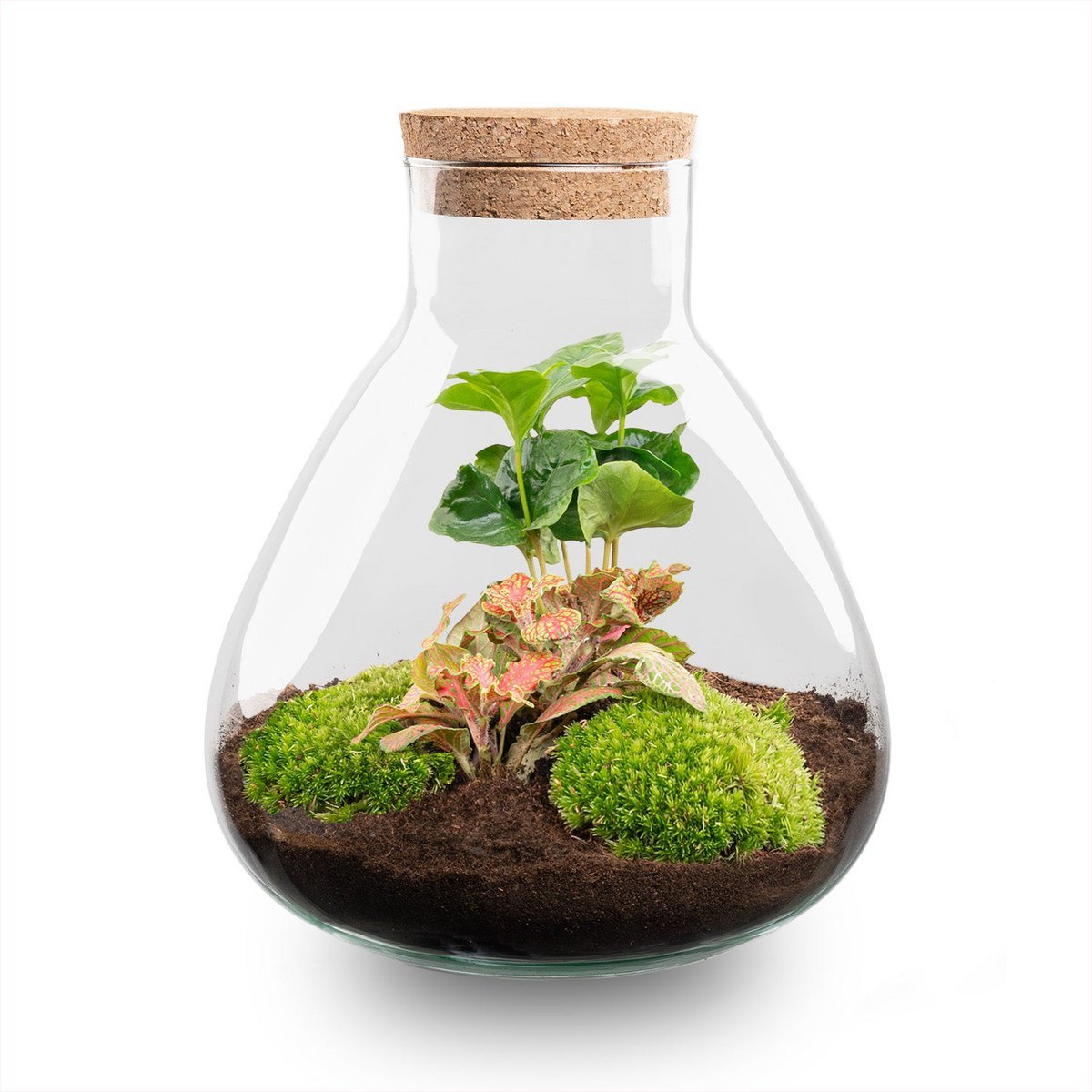Terrarium-Bausatz – Sammie – Flaschengarten – ↑ 27 cm