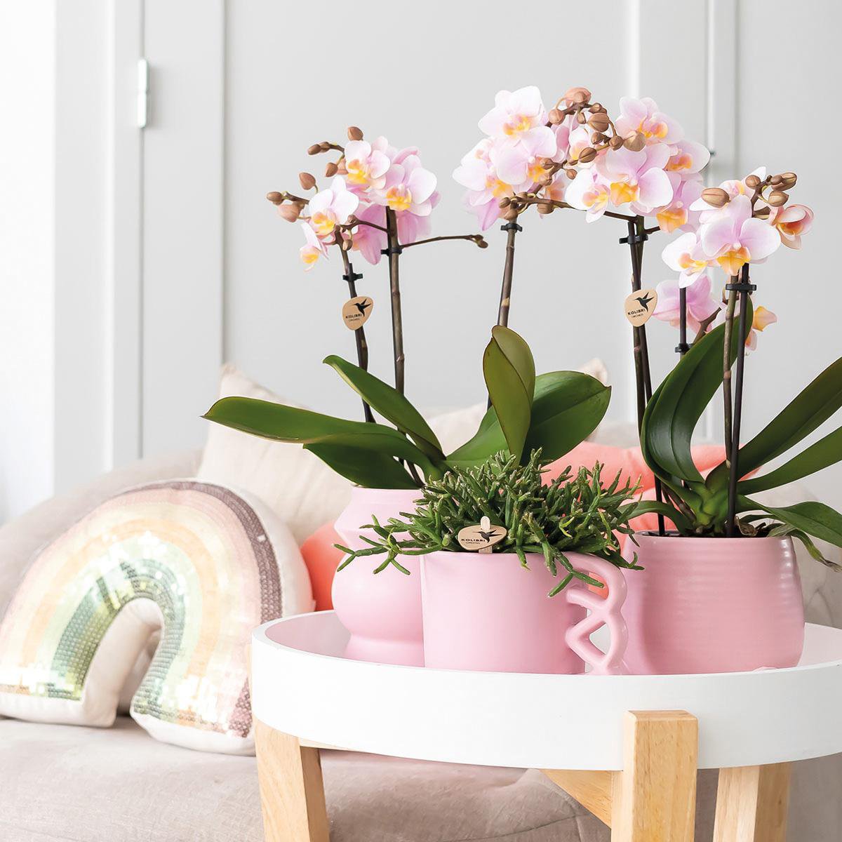 2 Rosé Pharse Orchideen - Andorra - Potmate Ø9cm |frisch vom Gärtner