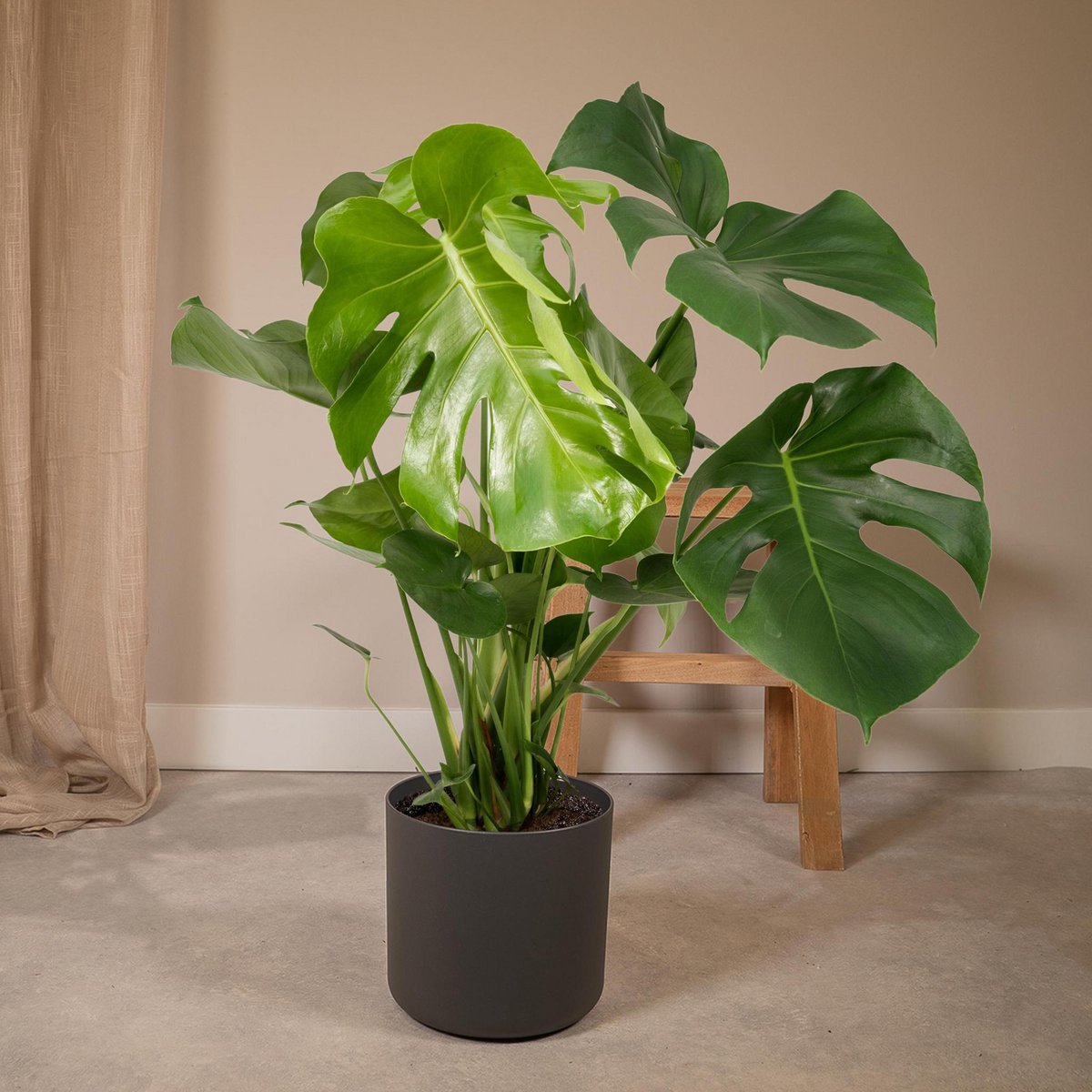 Monstera Deliciosa - Lochpflanze - Ø21cm - ↕65cm