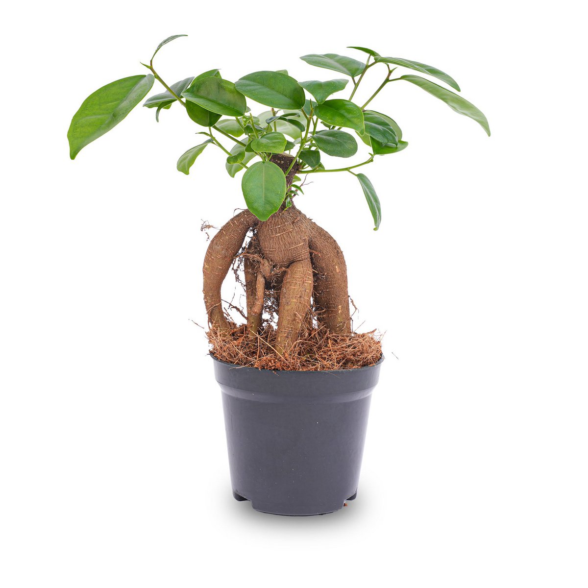 Ficus microcarpa Ginseng Bonsai – ↑20 cm – Tannendiele BlumenGut Düsseldorf
