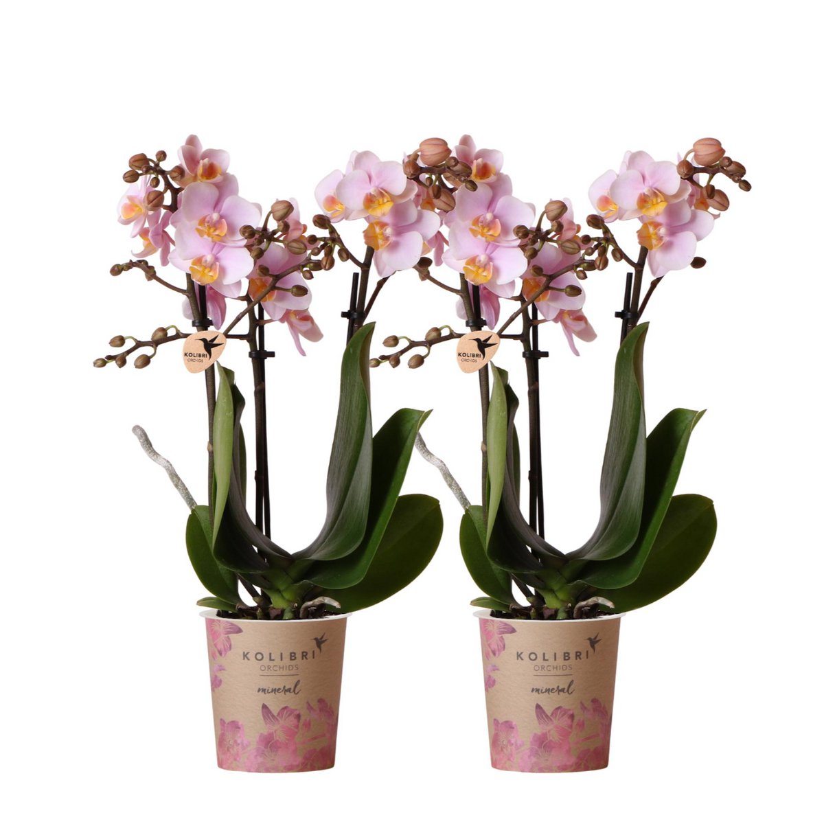 2 Rosé Pharse Orchideen - Andorra - Potmate Ø9cm |frisch vom Gärtner