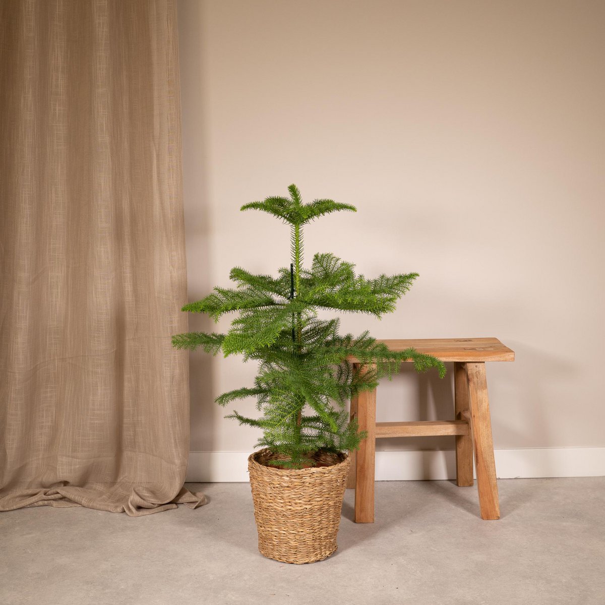 Araucaria -Zimmertanne Höhe 70cm Topfgröße 21cm – Tannendiele BlumenGut  Düsseldorf