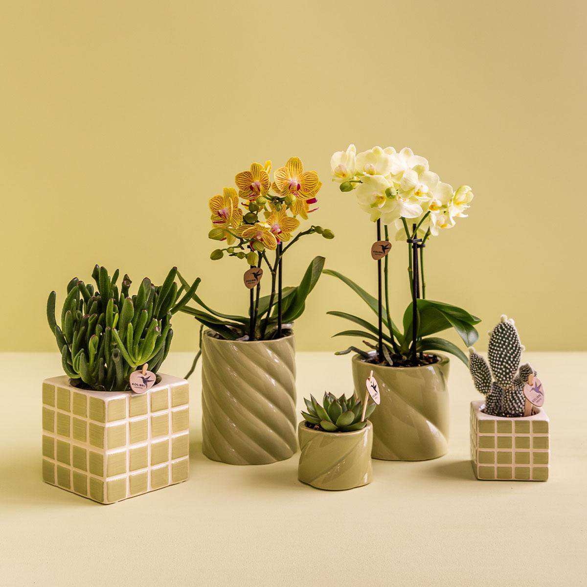 Übertopf „Candy“ - Grün - Ø6cm