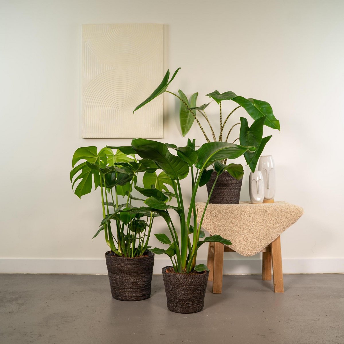 Monstera delyiciosa - ↨75cm - Ø21cm + Alcasia Zebrina - ↨75cm - Ø19cm + Strelitzia Nicolai - ↨85cm - Ø19cm