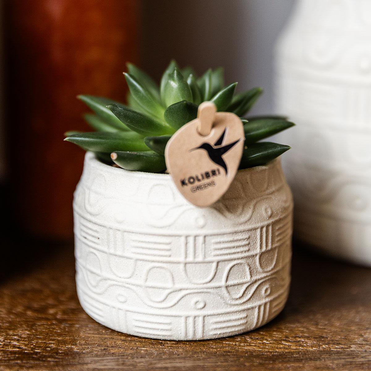 Übertopf Hyroglyph - Off White - Ø6cm