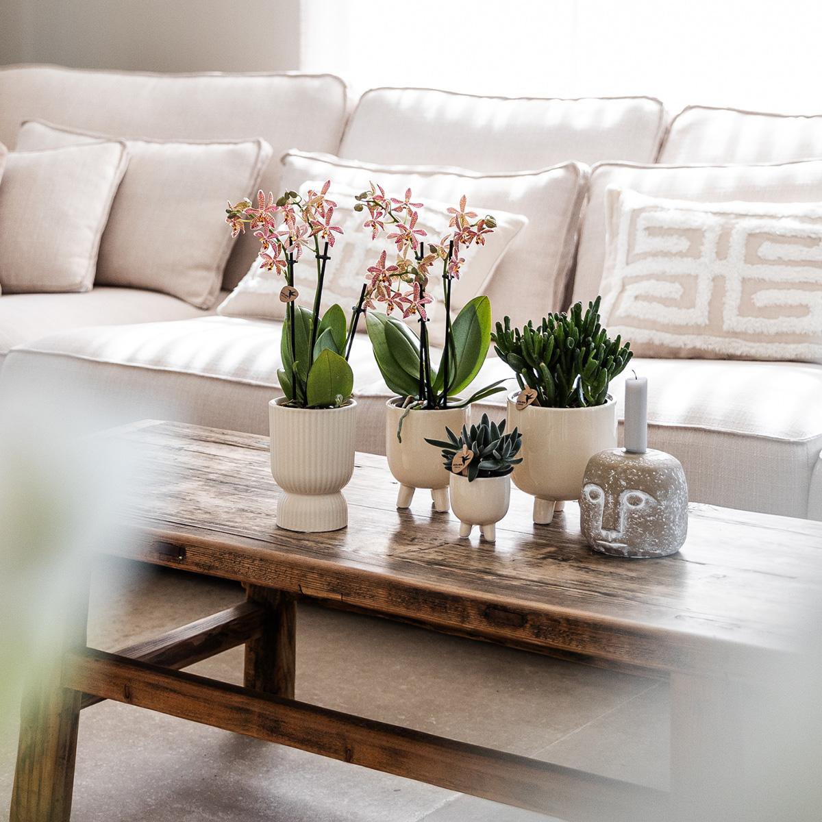 Übertopf „Diabolo“-Topf Travertin – Ø6cm