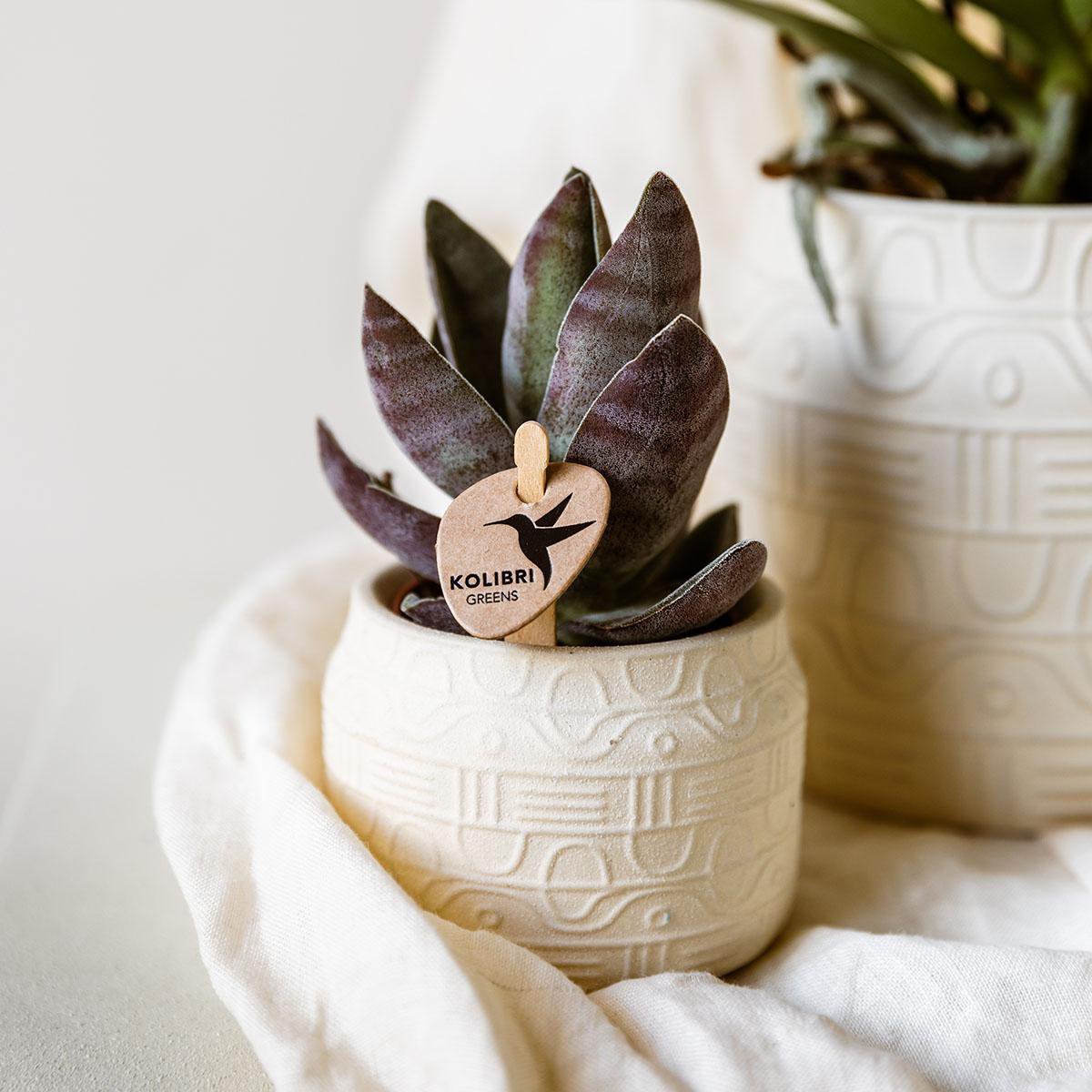 Übertopf Hyroglyph - Off White - Ø6cm