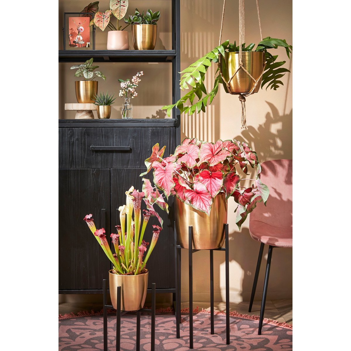 Ascot Pflanzenständer XL – L34 x B34 x H50 cm – Metall – Schwarz