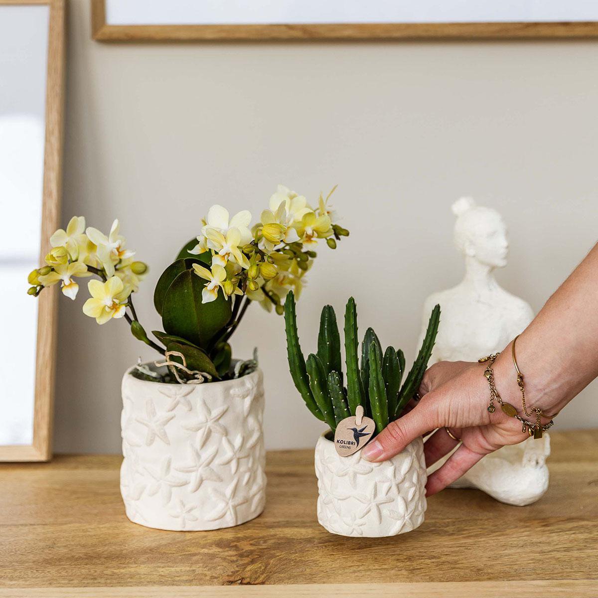 Seestern-Übertopf – gebrochenes Weiß – Ø6 cm