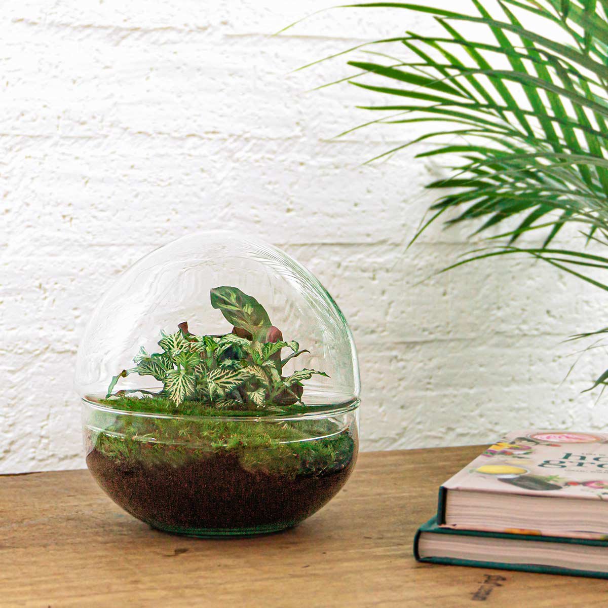 Terrarium-Bausatz – Kuppel – Flaschengarten – ↑ 20 cm