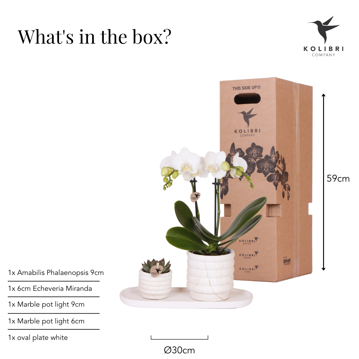 Pflanzenset Slow Living klein | Weiße Phalaenopsis-Orchidee und Sukkulente inkl. dekorativer Keramiktöpfe auf weißem Bio-Tablett