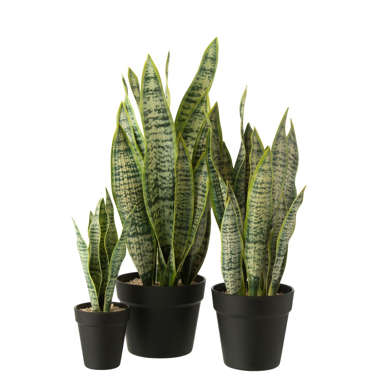 anthurium potted Shibori Anthurium Plant (4
