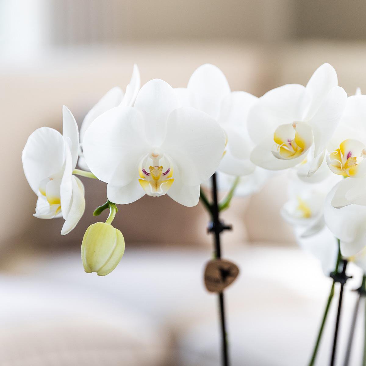 Deal Orchideen – Überraschungsbox-Mix – Pflanzen-Rabattbox – Überraschungsbox mit 4 verschiedenen Orchideen 12 cm – frisch vom Züchter