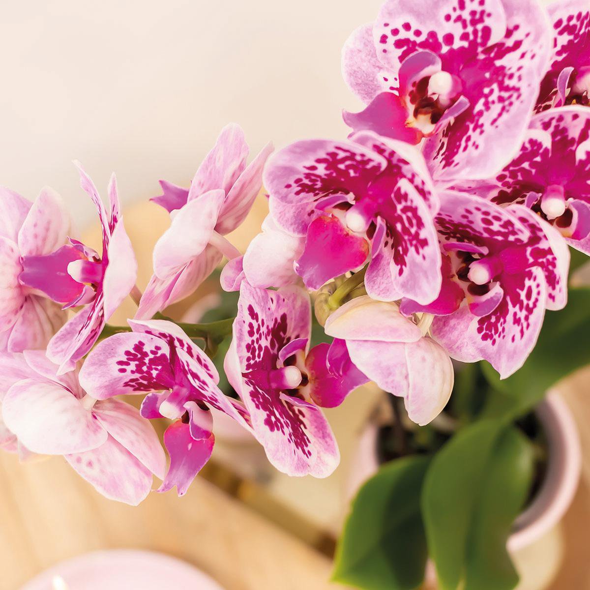 DEAL - KOMBI-ANGEBOT mit 4 rosa-lila Phalaenopsis-Orchideen - El Salvador - Topfgröße Ø9cm | blühende Zimmerpflanze – frisch vom Züchter