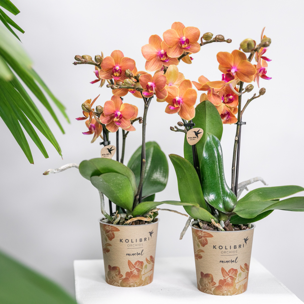 Deal von 2 orange Phalaenopsis Orchideen - Bolzano - Topfgröße Ø9cm Blüte Zimmerpflanze - frisch vom Züchter aus dem Züchter