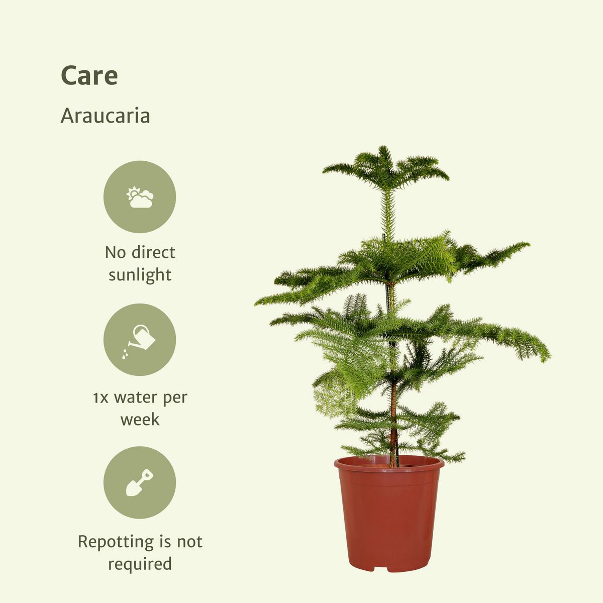 Araucaria -Zimmertanne Höhe 70cm Topfgröße 21cm