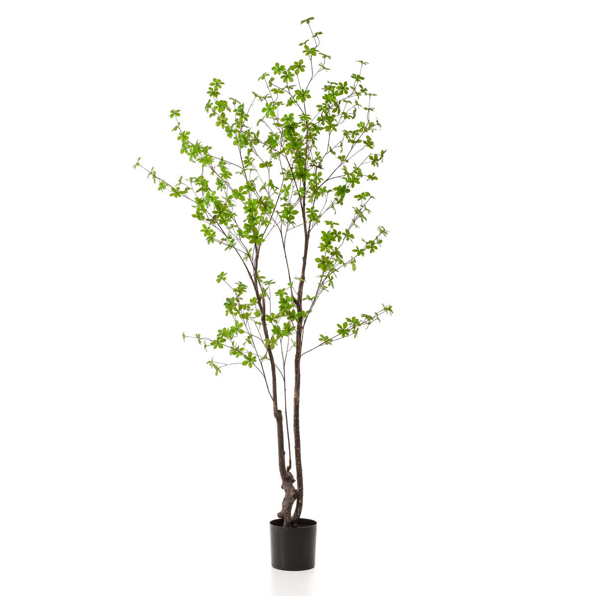 Kunstblumen - Ostindischen Kirsche
- 210 cm