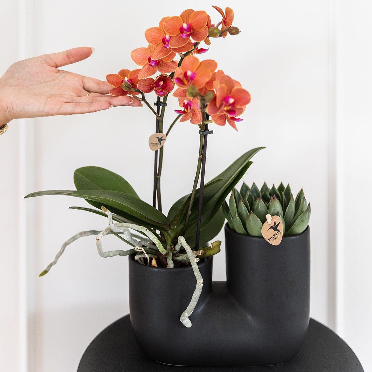 Set aus orangefarbener Orchidee Bolzano und Sukkulente im Röhren-Ziertopf schwarz - Topfgröße Ø9cm | blühende Zimmerpflanze – frisch vom Züchter