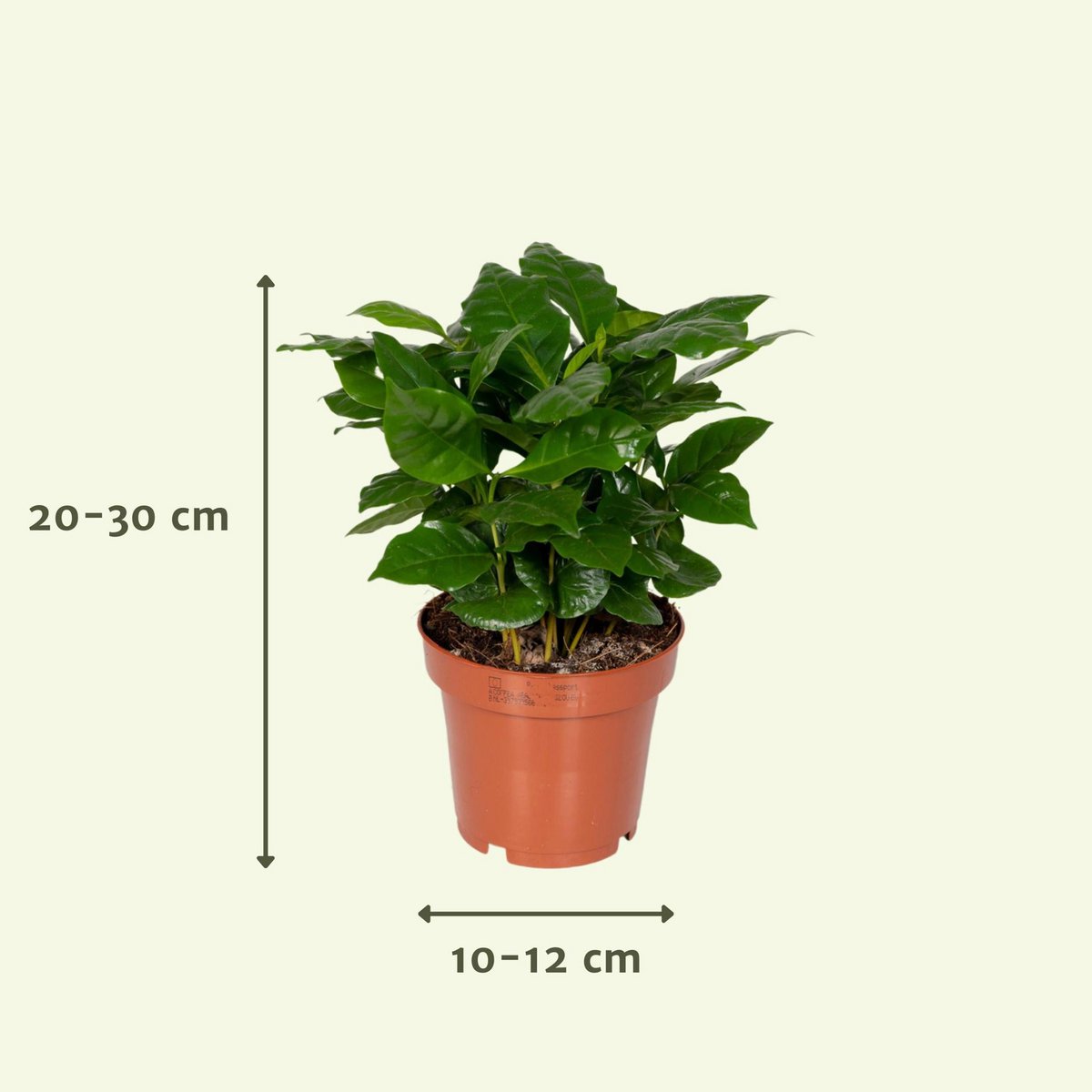 Überraschungsbox - 8 verschiedene Zimmerpflanzen - ø12cm - ↕10-25 cm