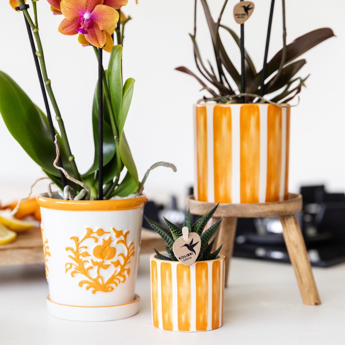 orangefarbene Phalaenopsis-Orchidee