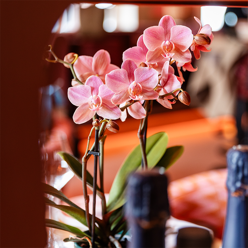 Colibr Orchideen | Combi -Deal von 2 Phalaenopsis Orchideen - Trevino - Potmate Ø9cm | -Anlaboranlage - frisch vom Züchter aus