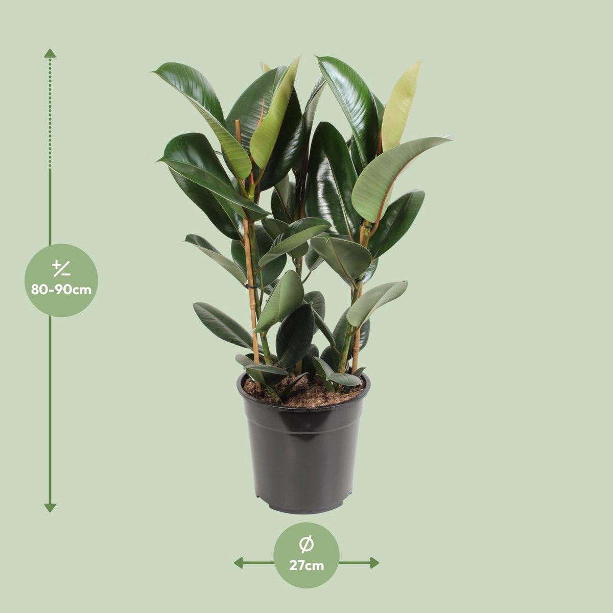 Ficus Elastic Robust - Ø27cm - ↕85 cm